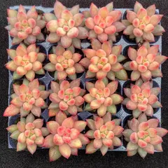 2026年最新】多肉植物 韓国苗 セットの人気アイテム - メルカリ