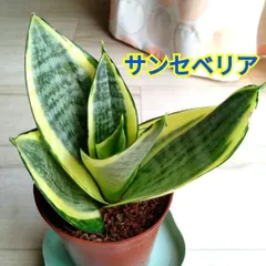 2026年最新】サンスベリアの人気アイテム - メルカリ