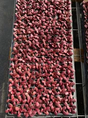 X344×128苗  土付き 新入荷 多肉植物 詰め合わせ エケベリア サボテン 韓国苗