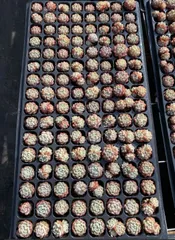 X342×128苗  土付き 新入荷 多肉植物 詰め合わせ エケベリア サボテン 韓国苗