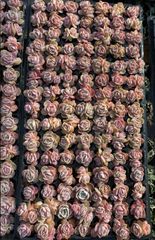 k*i様 B308-3×105苗女雛錦 土付き 多肉植物 エケベリア サボテン 低価，爆買い 105株 ZM308多肉植物 エケベリア女雛錦サボテン 観葉植物