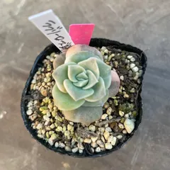 2026年最新】ラブリーローズ錦の人気アイテム - メルカリ