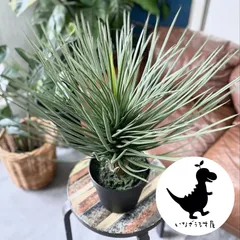 2026年最新】ロストラータ ユッカの人気アイテム - メルカリ