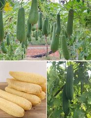 Item thumbnail for item 061f0a33-e5d7-49af-91ae-7e3152b8b338