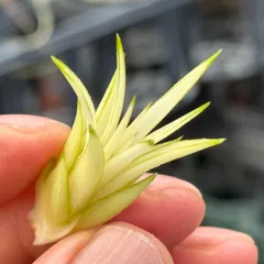 2026年最新】イオナンタ アルボの人気アイテム - メルカリ