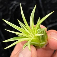 2026年最新】イオナンタ アルボの人気アイテム - メルカリ