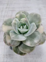 ❤️専用出品❤️ラブリーローズ錦　　　　　　　　　　　　　❤️美しく育ちました♪❤️ ❤️専用出品❤️ラブリーローズ錦 ❤️美しく育ちました♪❤️ 【公式