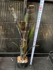 アガベ オバティフォリア×ビクトリアレジーナ - メルカリ