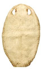 【希少】鮫皮　【梅花皮】 Yahoo!オークション - 高級品 希少品 梅花皮鮫胴 唯一無二の一品