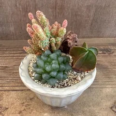 ★萬古焼　サボテン・ハオルチア 3種寄せ植え★ 観葉植物 観葉 植物  多肉植物 多肉 カクタス サボテン ハオルチア インテリア プレゼント ミニ 小さい おうち時間