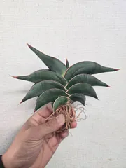 2026年最新】サンスベリアの人気アイテム - メルカリ