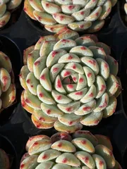 新発売　X357　ブルーミニマ　72苗セット　土と根付き　多肉植物　エケベリア　韓国苗　サボテン　詰め合わせ　寄せ植え