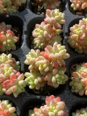 新発売　X12　ジェニー　128苗セット　土と根付き　多肉植物　エケベリア　韓国苗　サボテン　詰め合わせ　寄せ植え