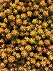 新春セール　X14　レッドベリー錦（薬剤斑入り）　72苗セット　土と根付き　多肉植物　エケベリア　韓国苗　サボテン　詰め合わせ　寄せ植え