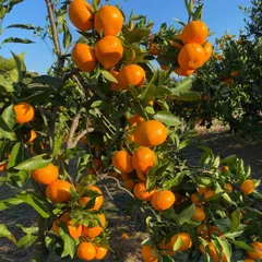 めぐりちゃ様ご専用🍊