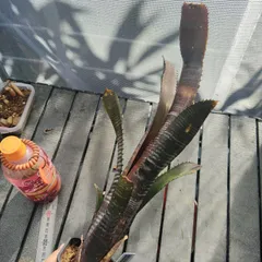 オリジナルクローン)Billbergia Obi-Wan(子株) Yahoo!オークション