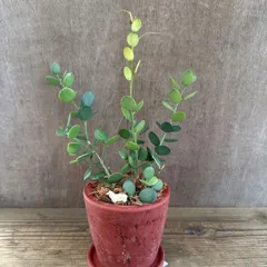 グリーンドラム 赤陶器鉢 現品 Xerosicyos danguyi ウリ科・クセロシキオス属 ミドリノタイコ 観葉植物 観葉 植物 多肉 多肉植物 セダム カクタス ハンギング インテリア プレゼント グリーン 可愛い おしゃれ