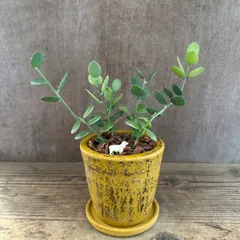 グリーンドラム 黄色陶器鉢 現品 Xerosicyos danguyi ウリ科・クセロシキオス属 ミドリノタイコ 観葉植物 観葉 植物 多肉 多肉植物 セダム カクタス ハンギング インテリア プレゼント グリーン 可愛い おしゃれ