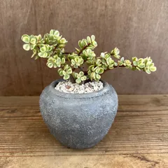 ★リメイク鉢★ ポーチュラカリア 桃子の舞 Portulacaria afra f.variegata カナボウノキ科 ポーチュラカリア属 観葉植物 観葉 植物 インテリア プレゼント おしゃれ かわいい グリーン