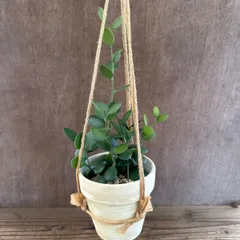 【サンプル】グリーンドラム  テラコッタハンギング 1個 Xerosicyos danguyi ウリ科・クセロシキオス属 ミドリノタイコ 観葉植物 観葉 植物 多肉 多肉植物 セダム カクタス ハンギング インテリア プレゼント グリーン 可愛い おしゃれ