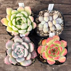 【1-20】多肉植物４点セット（現品限り）