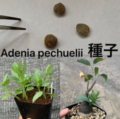 Adenia pechuelii アデニア ペチュエリー 種子10粒（多肉植物 観葉植物