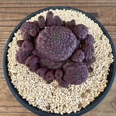 スルコレブチア ラウシー ④ 鉢植え Sulcorebutia rauschii サボテン 多肉植物 群生株 黒麗丸 サキュレントプランツ 珍奇植物 ボリビア原産 観葉 観葉植物 植物 珍奇植物 珍奇 珍しい インテリア おしゃれ カッコイイ かわいい