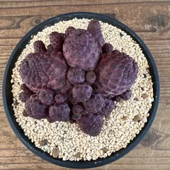 スルコレブチア ラウシー ⑤ 鉢植え Sulcorebutia rauschii サボテン 多肉植物 群生株 黒麗丸 サキュレントプランツ 珍奇植物 ボリビア原産 観葉 観葉植物 植物 珍奇植物 珍奇 珍しい インテリア おしゃれ カッコイイ かわいい