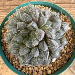 ハオルチア　ミラーボール　現品　Haworthia 'Mirrorball' ハオルシア クリスタルプラント ジュエルプラント  現品 観葉植物 観葉 植物 多肉植物 多肉 カクタス インテリア プレゼント グリーン