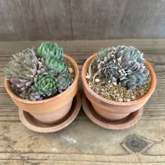 ハオルチア 不明種 ２個セット 鉢付き  現品　Haworthia  ハオルシア クリスタルプラント ジュエルプラント  現品 観葉植物 観葉 植物 多肉植物 多肉 カクタス インテリア プレゼント グリーン