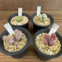 リトープス4種セット ペパーミントクリーム・ 弁天玉・ 紅大内玉・レッドオリーブ メセン 女仙 生きた石 石に擬態 脱皮 観葉植物 植物 珍奇植物 多肉植物 多肉 グリーン アートプランツ
