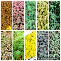 多肉植物セダム１０種類　各5カットずつ【育成説明書付】