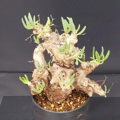 2026年最新】万物想の人気アイテム - メルカリ