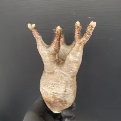 【現在の写真追加】グラキリス 現地球 鶴仙園 関口貴仁 セキグチタカヒト 2026年最新】グラキリス 現地球の人気アイテム - メルカリ