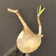 2026年最新】グラキリス 現地球の人気アイテム - メルカリ