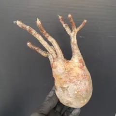 2026年最新】グラキリス 現地球の人気アイテム - メルカリ