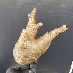 サマーセール グラキリス ベアルート 特大サイズ_3 グラキリス ベアルート株 最新入荷