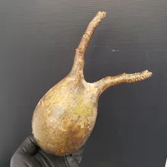 グラキリス ベアルート 現地球 ファイナルラストサマーセール品_3 グラキリス現地球ベアルート 発根管理鉢付き良型株