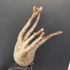 サマーセール グラキリス ベアルート 特大サイズ_2 塊根植物 夏型 | X−PLANTS