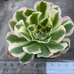 多肉植物　ハオルチア　光るオブツーサ　抜き苗 光るオブツーサ】✧人気ハオルチア✧ ② 抜き苗 1株 多肉 観葉植物