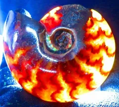 2026年最新】オウムガイの殻の人気アイテム - メルカリ