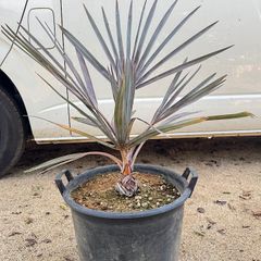 ワシントンヤシ 極太 極太幹】ワシントンヤシ - メルカリ