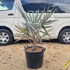 2026年最新】ビスマルキアノビリスシルバーの人気アイテム - メルカリ