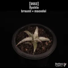 2026年最新】3house レコードの人気アイテム - メルカリ