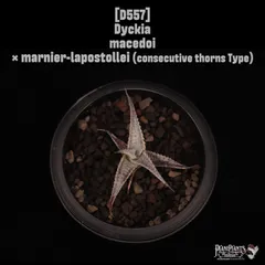 3house Terminal3 レコード 新品未開封 3House 