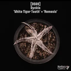 2026年最新】3house レコードの人気アイテム - メルカリ