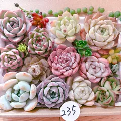 235 多肉植物寄せ植えセット