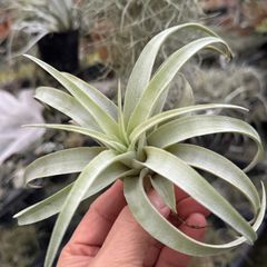 現品＊ マットな質感＊ チランジア カピタータ シルバーローズ Tillandsia capitata Silver Rose＊エアプランツ＠フラワーショップ江口