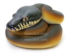 動物の惑星】「シークレット」ハラガケガメ（開口） フィギュア - メルカリ