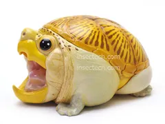 新年企画【動物の惑星】★ハラカケガメ開口（シークレット）★激レア! フィギュア 2026年最新】動物の惑星 シークレットの人気アイテム - メルカリ